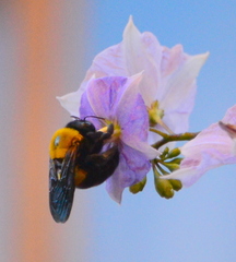 Xylocopa calens