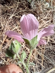 Malva hispanica