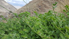 Acmispon heermannii heermannii