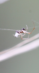 Argyrodes bonadea