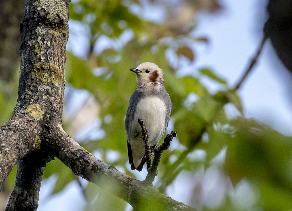 Chestnut-cheeked Starling photo