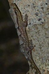 Bavayia