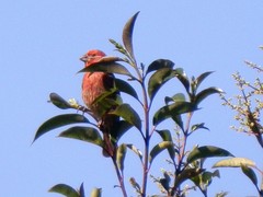 Haemorhous mexicanus