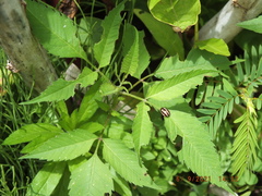 Calligrapha californica