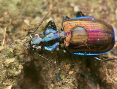 Physodera eschscholtzii