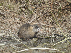 Myocastor coypus
