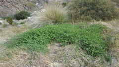 Acmispon heermannii heermannii