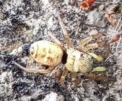 Heliophanus tribulosus