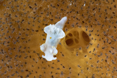 Trapania aureopunctata