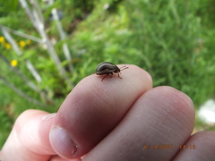 Calligrapha californica