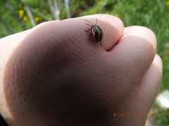 Calligrapha californica