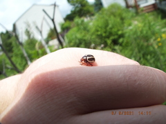 Calligrapha californica