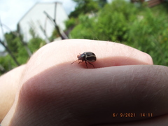Calligrapha californica
