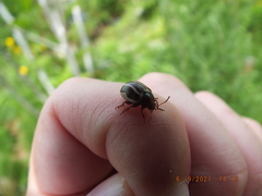 Calligrapha californica