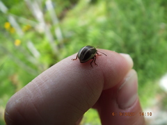Calligrapha californica