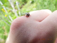 Calligrapha californica