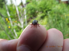 Calligrapha californica