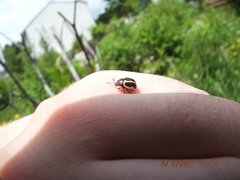 Calligrapha californica
