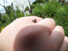 Calligrapha californica