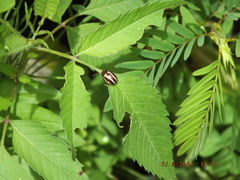 Calligrapha californica