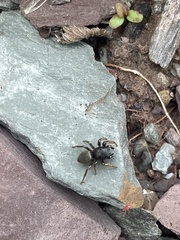 Heliophanus flavipes