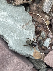 Heliophanus flavipes