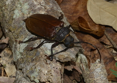 Agrianome fairmairei