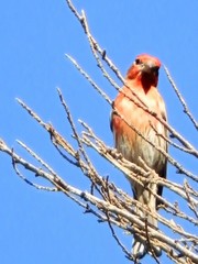 Haemorhous mexicanus