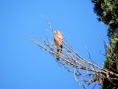 Haemorhous mexicanus