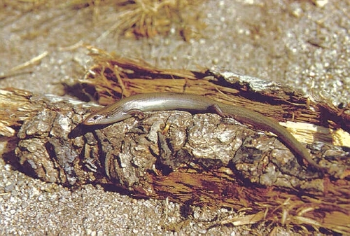 Bedriaga's Skink