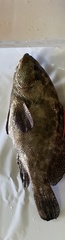 Epinephelus malabaricus