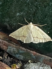 Neoterpes edwardsata