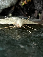 Neoterpes edwardsata