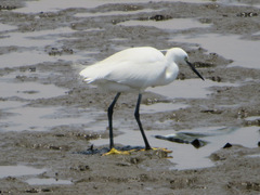 Egretta garzetta