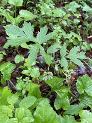 Hydrophyllum fendleri