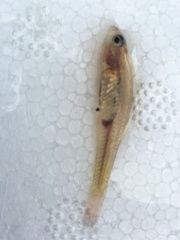 Hypseleotris