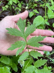 Hydrophyllum fendleri