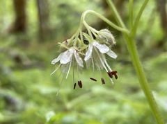 Hydrophyllum fendleri