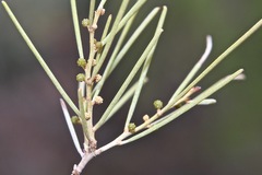 Acacia rigens