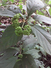 Callicarpa acuminata
