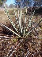 Agave tequilana