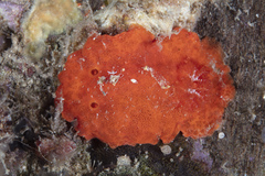 Discodoris paroa