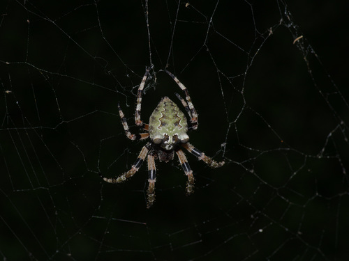 Giant Lichen Orbweaver photo 4