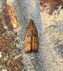 Glyphidocera democratica