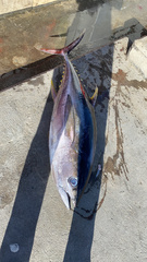 Thunnus