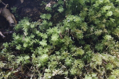 Plagiomnium venustum