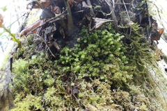 Plagiomnium venustum