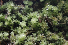 Plagiomnium venustum