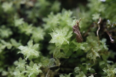 Plagiomnium venustum