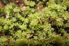 Plagiomnium venustum